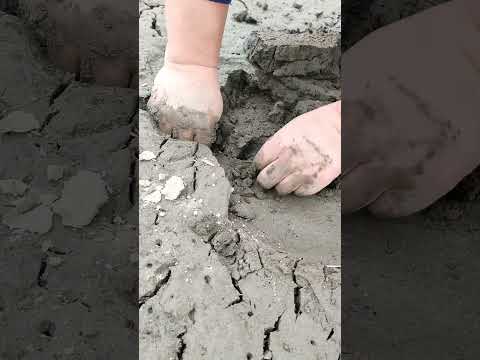 Sea Agate and Sea Crystal: Finding Hidden Treasures on the Shore and rare pearl