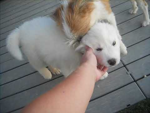 Quigley at 7 weeks of age