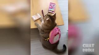 Приколы с котами подборка топовых приколов до слёз 2019№!funny cats 2019!
