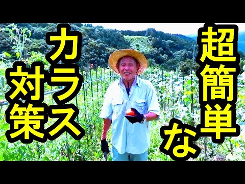 怖い道具を使ってカササギを鶏小屋から追い払う方法 ファン