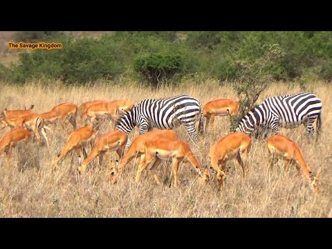Herd of Impala Antelope Grazing in the Savannah Grassland | Africa Wildlife Sightings 2023