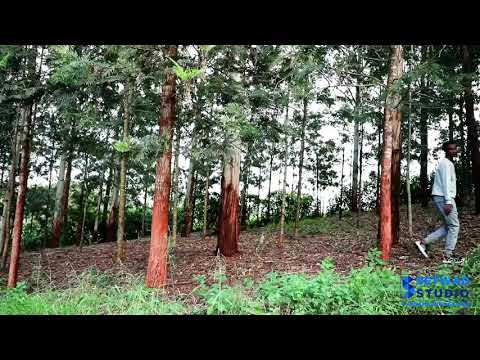 xariir Ahmed heesti xural ceyn 2019