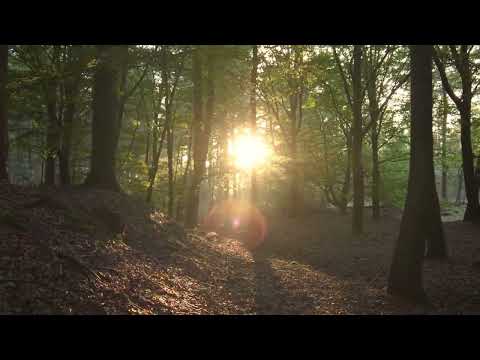 Peter Punk - Dark Lullaby Allegretto