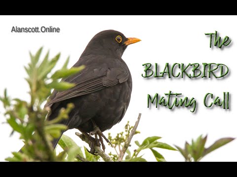 The Beautiful Relaxing Mating Call Of The Blackbird