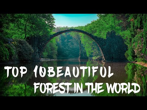 Top 10 Beautiful Forest in the world | Travel Guide