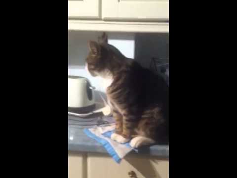 Cat talking niamh & demi shoe episode 1