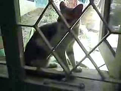Aparajita Home Video wit MEOOW