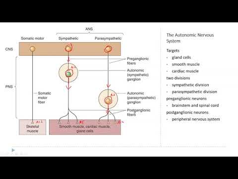 OSSM Neuro Chapter 15 - The Autonomic Nervous System