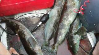 preview picture of video 'LING COD FISHING'
