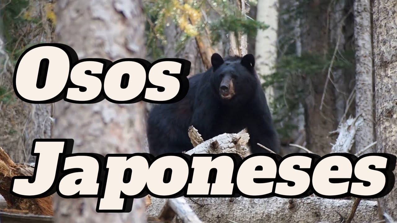 Los osos están atacando en Japón 🐻 | Mi experiencia Real con un oso
