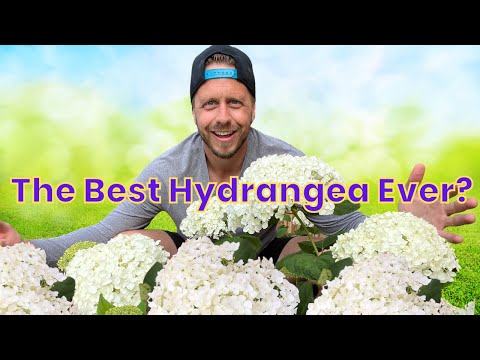 Incrediball Hydrangea from Proven Winners
