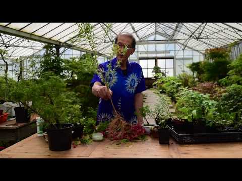 How to Grow Willow from Cuttings