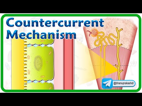 Countercurrent Multiplier / Countercurrent Exchanger / Urea recycling : Renal Physiology Animations