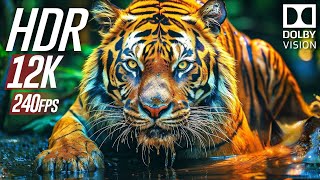 Wild Animals World in Dolby Vision 12K HDR 240 FPS