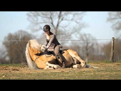 [Stunning] Haflingerstallion Nibbit and Lisa Hulshof