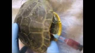 How to take a blood sample in a turtle