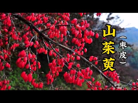 遍差茱萸少一人意思