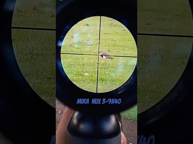 Vídeo relacionado con Visor telescópico 3-9x40 táctico | Mira Deportiva para carabinas y escopetas de Aire comprimido (balines) y Airsoft con láser