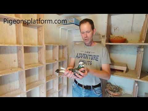 Nationale winnaar postduiven wedvlucht Perigueux (2021) Gebr. van Deutekom, Elburg