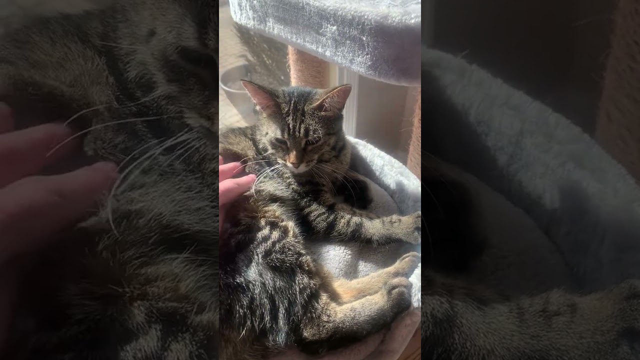 Enlarge Korrie, a Adoptable mixed breed in Lombard, IL video 6/6