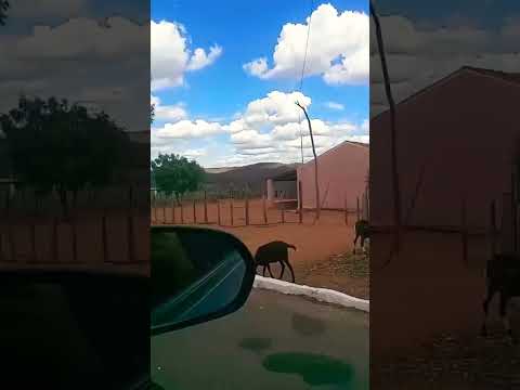 Vila de Salgado. Parambu Ceará 🌵❤️ #ceará #vidanaroça