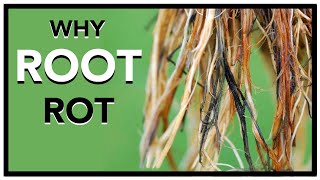 How to Prevent ROOT Rot | Houseplant How to Ep 35