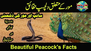 beautiful peacock&#39;s facts