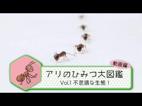 アリの種類:特徴と写真 - Ant-Argentina