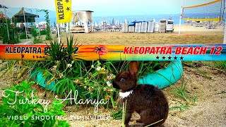 Пляж Клеопатры в Алании Кролики Домашние животные Kleopatra Beach in Alanya Rabbits Pets
Подпишитесь на канал https://www.youtube.com/c/ziminvideo
Турция. Аланья. Пляж Клеопатры. Кролики. Домашние животные.
Очень большой и красивый