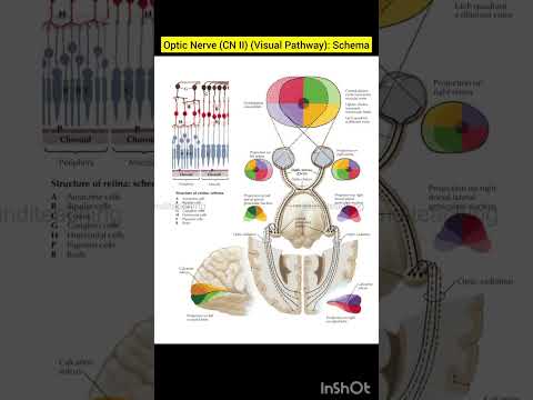 Optic Nerve (CN II) (Visual Pathway): Schema | Cranial and Cervical Nerves | Human anatomy 