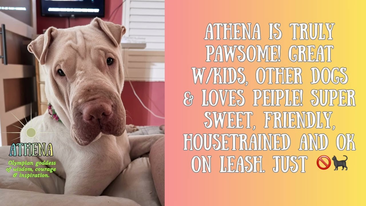 Enlarge ATHENA THE BEAUTIFUL, a Adoptable Shar-Pei in Fort Myers, FL video 6/6
