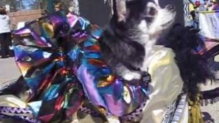 preview picture of video 'Mardi Gras Dog Parade in Lafayette, Louisiana!'
