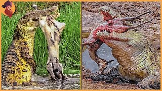 15 Epic Hunting Moments of Huge And Merciless Crocodiles!