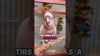 This Bird Was a Challenge for Me to Train