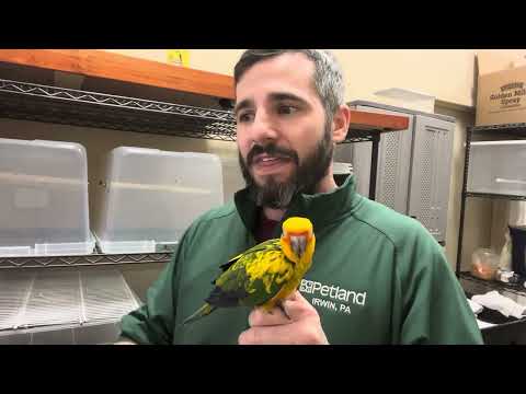 Learn About the Sun Conure!