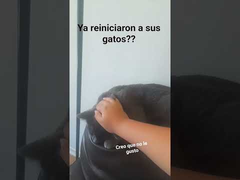 jsjs #puppy #cute #pets #viralvideo #funny