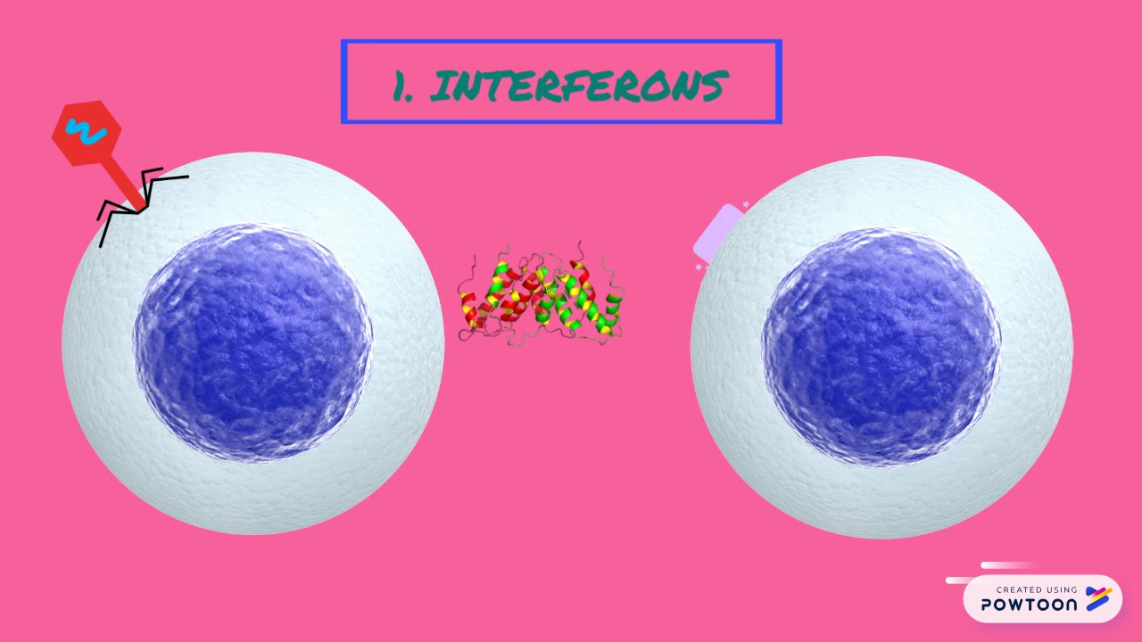 Antimicrobial proteins