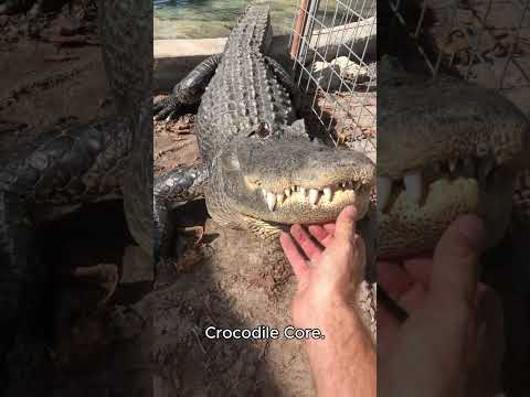 Crocodile core.🐊🐊 #crocodile #funny #petvideos #funnyanimals #fyp