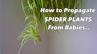 How to Propagate Spider Plants From Babies -  - Chlorophytum comosum