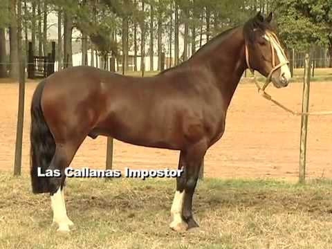 Lote 23 Las Callanas B Ganador.mp4