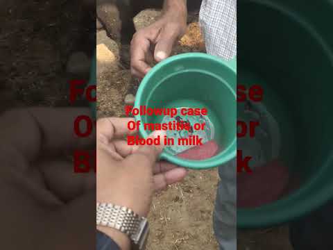 , title : 'blood in milk of buffalo or cow | mastitis | leptospirosis| red milk treatment in cattle |'