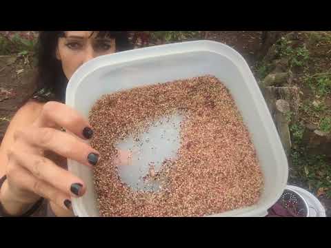 How to Harvest Amaranth Grain/ seed