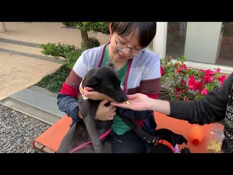 Irene, an adopted Shepherd & Labrador Retriever Mix in San Mateo, CA_image-1