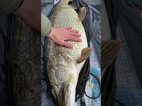 Do they get fatter than this? #pike #fat #gobigorgohome