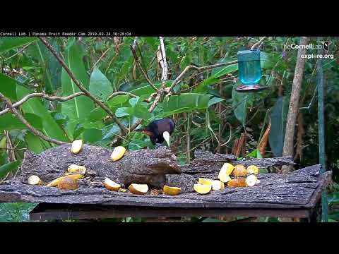 Video 2019 03 24 162800 beautiful pair of Chestnut headed Oropendola in Panama