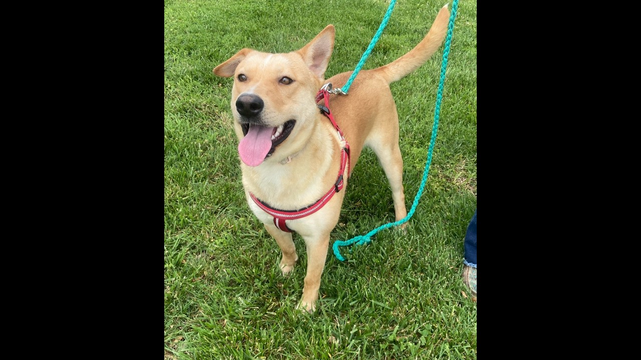 Bo Bravo, a Adoptable mixed breed in Woburn, MA video 3/6