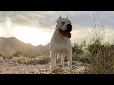 The Power of  Dogo Argentino | How Strong Is a Dogo Argentino's Bite Force?