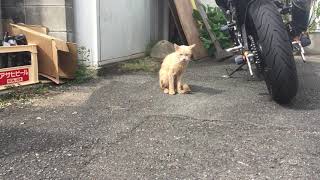 とあるネカフェ前でバイクに乗車前に毛繕いをする猫