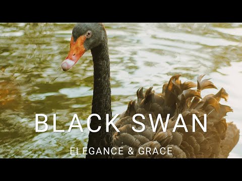 The Beauty of Black Swans | Fascinating Facts, Elegant Avian Species