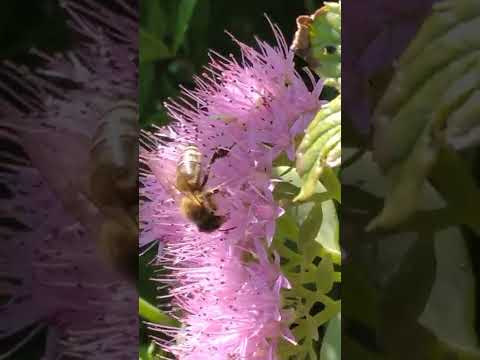 Medonosna pčela (Apis mellifera) Dani Srbije